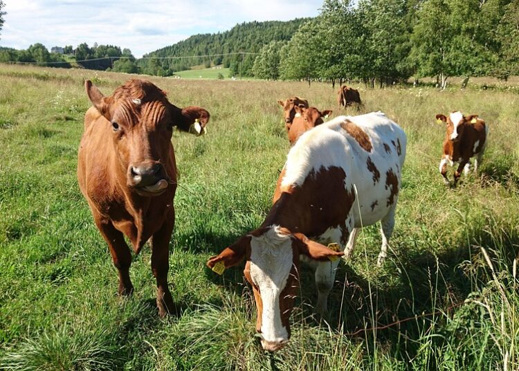 What is a Robo-Advisor? A Comprehensive Guide for New Investors