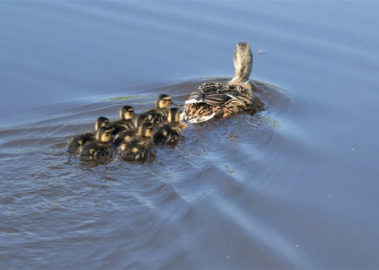 Zero-Based Budgeting Explained: A Step-by-Step Guide to Master Your Finances