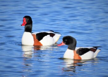 10 Common Investing Mistakes to Avoid: A Beginner’s Guide to Smart Wealth Building