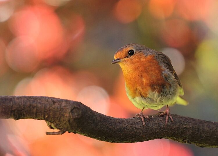 10 Proven Tips for Successful Frugal Living on One Income