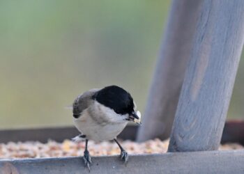 How to Be More Frugal: 10 Simple Steps to Save Big on Everyday Expenses