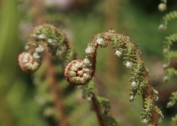 How to Become a Virtual Assistant: Your Ultimate Step-by-Step Guide