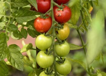 How to Furnish a House on a Budget: 10 Smart Strategies to Transform Your Space