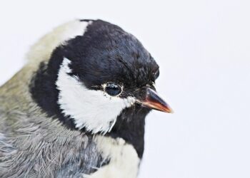 How to Master Saving Targeting: A Comprehensive Guide to Effective Budgeting