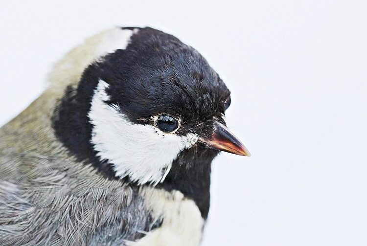 How to Master Saving Targeting: A Comprehensive Guide to Effective Budgeting