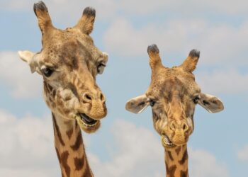 How to Maximize Earnings: The Best High-Yield Savings Accounts for Large Deposits