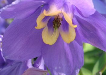 How to Retire in Your 30s: A Step-by-Step Guide to Financial Freedom