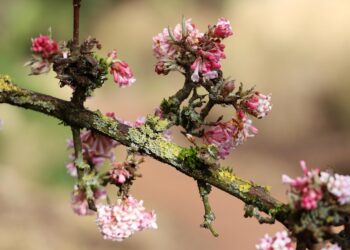 How to Use the Debt Snowball Method: A Step-by-Step Guide for Financial Beginners