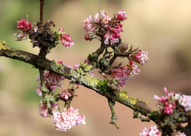 How to Use the Debt Snowball Method: A Step-by-Step Guide for Financial Beginners