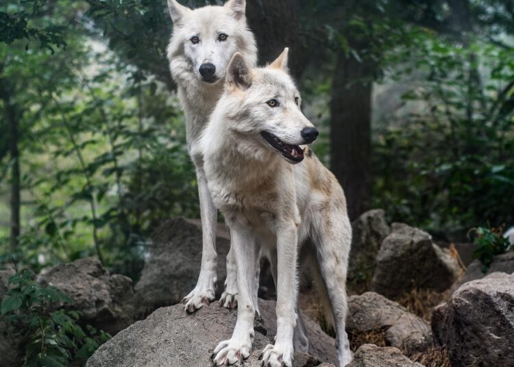 Overdraft Fees Explained: What They Are and 7 Proven Tips to Avoid Them Overdraft Fees Explained: What They Are and 7 Proven Tips to Avoid Them