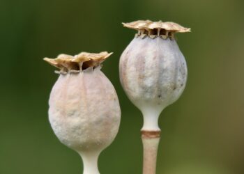 The Ultimate How-To Guide: Build a Capsule Wardrobe for Every Season