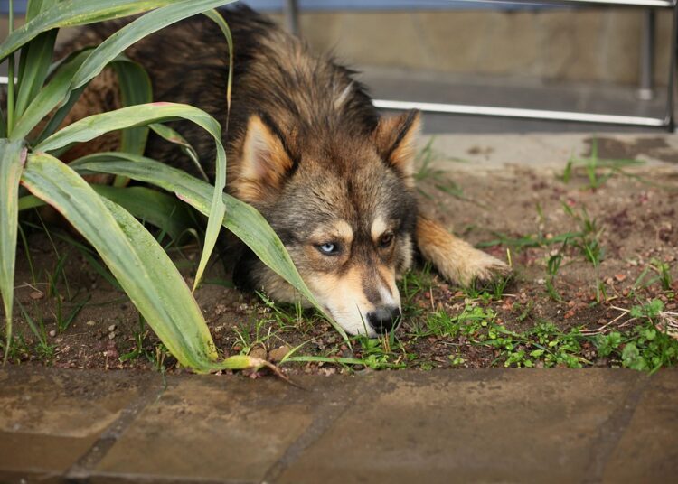 Understanding Bankruptcy: How to Choose the Right Type for Your Financial Situation