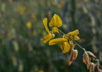 Understanding FICO Scores: What is a Good FICO Score Range for Homebuyers?