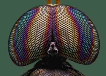 Understanding Simple vs Compound Interest: A Step-by-Step Guide for Beginners