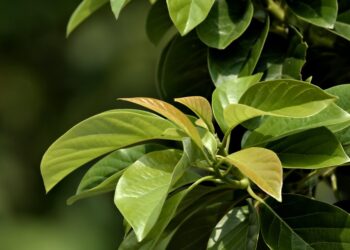 What Are Growth Stocks Targeting? A Comprehensive Guide for New Investors