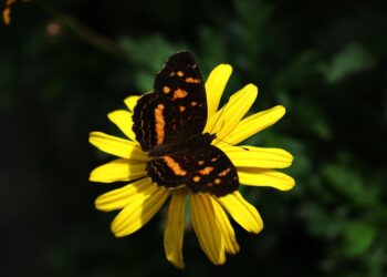 What Are Sector ETFs Targeting? A Comprehensive Guide to Investment Focus Areas