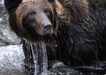 What Is a Bear Market? Understanding the Basics to Navigate Your Investments