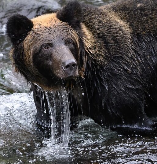 What Is a Bear Market? Understanding the Basics to Navigate Your Investments