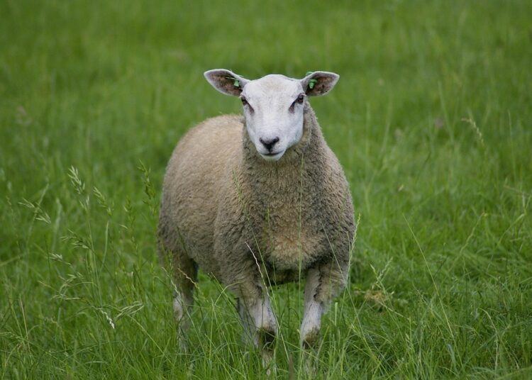 What Is an FHA Loan? A Comprehensive Guide to Understanding Government-Backed Mortgages