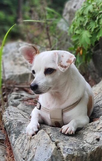 What is Amortization? A Comprehensive Guide to Understanding This Key Financial Concept