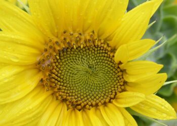 What is a Debt-to-Income Ratio? Understanding This Key Metric for Financial Health