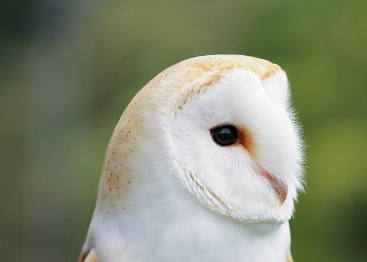 10 Essential Tips on How to Avoid Predatory Loans and Protect Your Finances