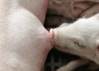 How Your Net Worth Evolves: A Comprehensive Guide to Financial Growth Over Your Lifetime