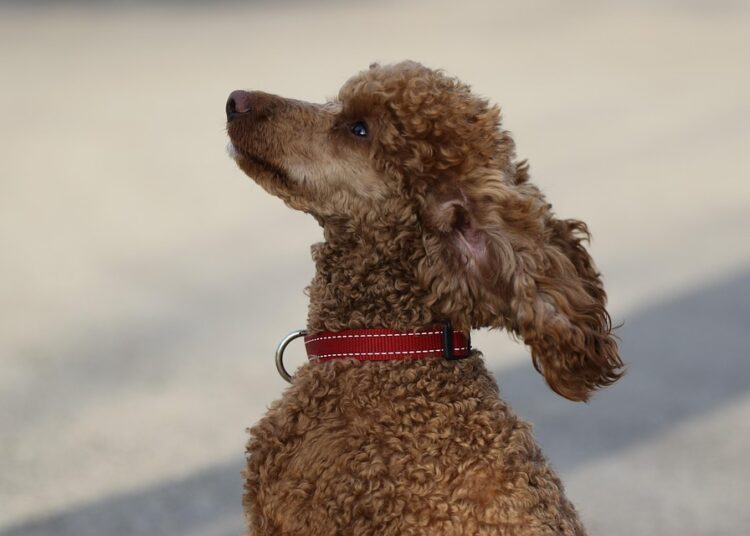 How to Adopt a Frugal Mindset: 7 Simple Steps to Transform Your Spending Habits