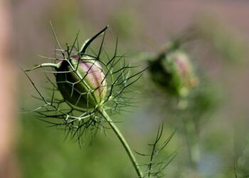 How to Build an Emergency Fund in One Year: A Step-by-Step Guide for Financial Security