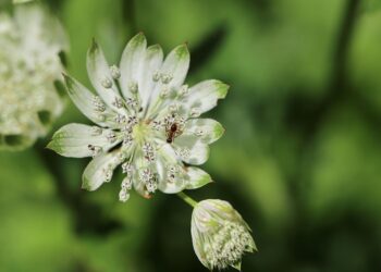 How to Create a Stress-Free Budget for Major Life Events: A Step-by-Step Guide