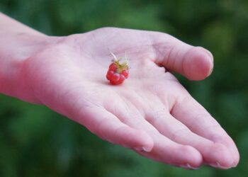 How to Decide: Should You Include Crypto in Your Retirement Portfolio?