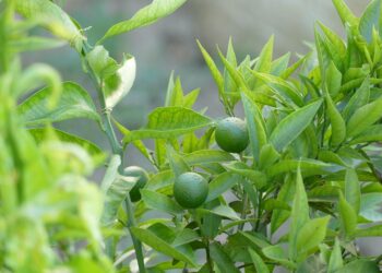 How to Determine if Your 401(k) Is Contributing to Your Net Worth