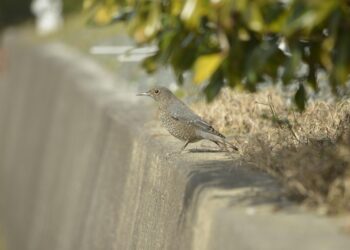 How to Embrace the Anti-Budgeting Method for Stress-Free Money Management