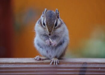 How to Invest During a Recession: 5 Proven Strategies for Financial Resilience