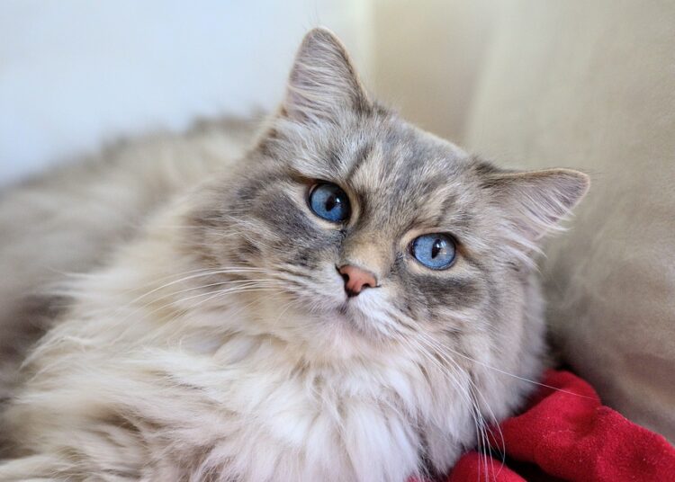 How to Master Frugal Living with Roommates: Top Tips for Saving Big Together