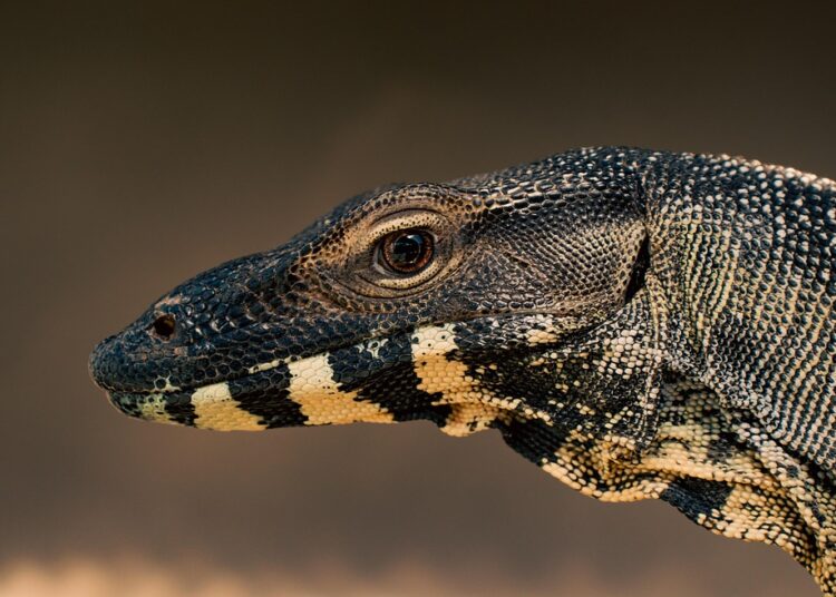 How to Monitor Your Credit: A Step-by-Step Guide for Beginners