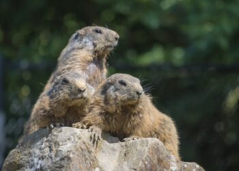 How to Practice Mindful Spending: A Step-by-Step Guide for Better Financial Health