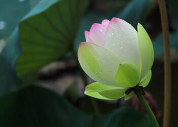 How to Rebuild Your Credit After Bankruptcy: A Step-by-Step Guide to Financial Recovery