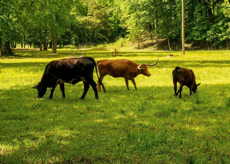 How to Reduce Your Carbon Footprint Through Frugality: 10 Easy Steps How to Reduce Your Carbon Footprint Through Frugality: 10 Easy Steps