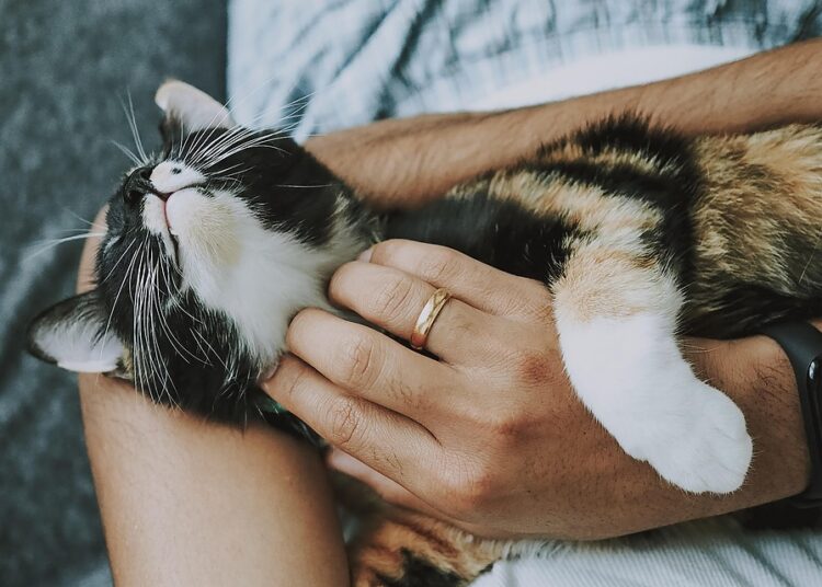 How to Save Money on Pet Care: 10 Proven Tips for Budget-Conscious Pet Owners