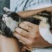 How to Save Money on Pet Care: 10 Proven Tips for Budget-Conscious Pet Owners