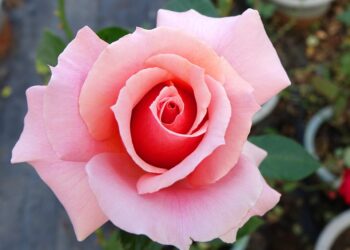 How to Set Up a 5-Year Financial Plan: Your Step-by-Step Guide to Financial Freedom