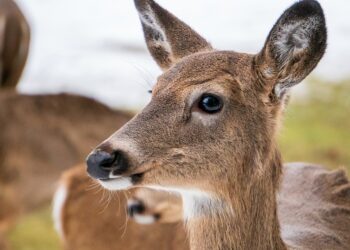 How to Set Up a Fraud Alert: A Step-by-Step Guide for Peace of Mind