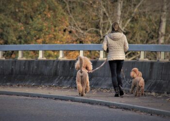 How to Start a Profitable Pet Sitting or Dog Walking Side Hustle in Just 5 Steps