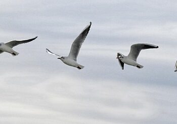 How to Understand Sequence of Returns Risk: A Beginner’s Guide