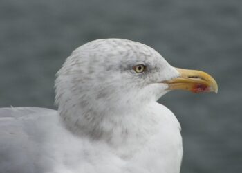 The Ultimate How-To Guide: Planning for a Big Purchase Like a Pro