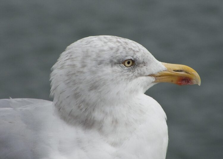 The Ultimate How-To Guide: Planning for a Big Purchase Like a Pro The Ultimate How-To Guide: Planning for a Big Purchase Like a Pro