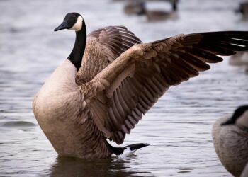 Top 10 Robo-Advisors for Canadians: Your Ultimate Guide to Smart Investing