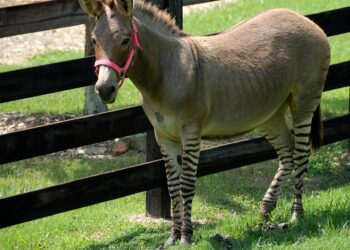 Understanding Medicare: A Comprehensive Guide to Its Different Parts