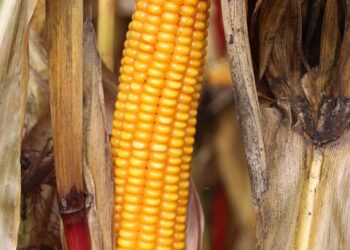 What Are Actively Managed ETFs Targeting? A Comprehensive Guide to Smart Investment Strategies